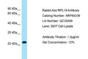 Western Blotting (WB) image for anti-Ribosomal Protein L19 (RPL19) (C-Term) antibody (ABIN2774393) (RPL19 antibody  (C-Term))