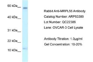 Western Blotting (WB) image for anti-Mitochondrial Ribosomal Protein L55 (MRPL55) (Middle Region) antibody (ABIN2785373) (MRPL55 antibody  (Middle Region))
