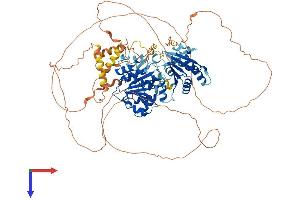 DDX20 Protein (AA 1-824) (His tag)