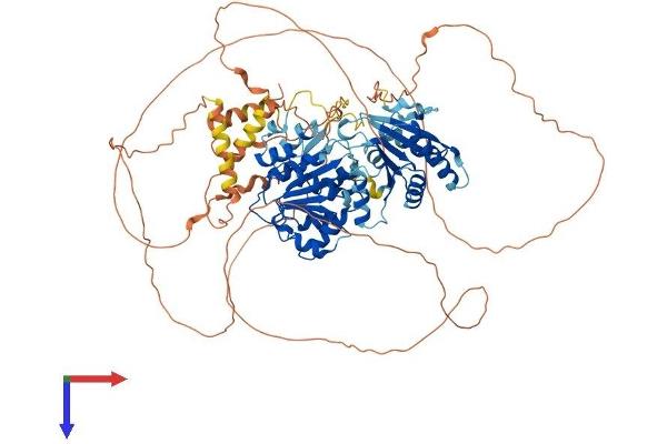 DDX20 Protein (AA 1-824) (His tag)