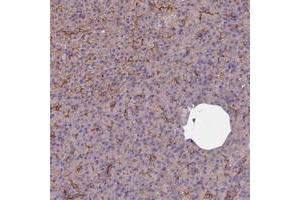 Immunohistochemical staining of human pancreas with FCHSD2 polyclonal antibody  shows moderate membranous positivity in exocrine pancreas at 1:50-1:200 dilution.