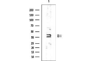 anti-Adaptor-Related Protein Complex 1 Associated Regulatory Protein (AP1AR) antibody