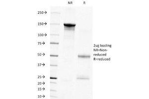 SDS-PAGE Analysis of Purified, BSA-Free PCNA Antibody (clone PC10). (PCNA antibody)