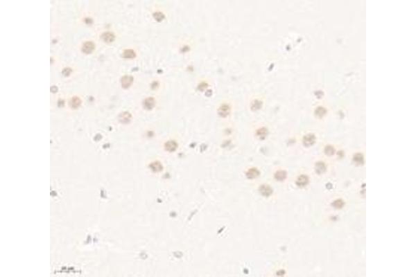 PRR14 antibody
