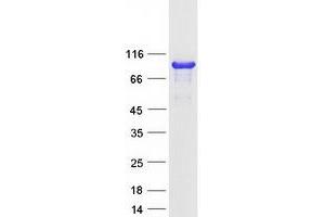 Cortactin Protein (CTTN) (Transcript Variant 2) (Myc-DYKDDDDK Tag)