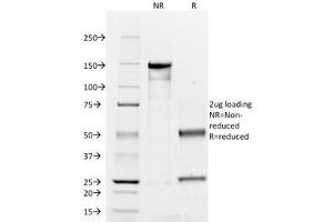 SDS-PAGE Analysis of Purified, BSA-Free CD45RO Antibody (clone UCHL-1). (CD45RO antibody)