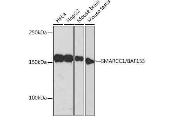 SMARCC1 antibody