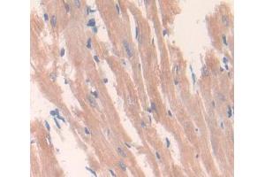 Used in DAB staining on fromalin fixed paraffin- embedded heart tissue (DNASEX antibody  (AA 19-302))