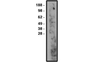 Western blot using nSMase2 antibody , used at 1:50k dilution. (SMPD3 antibody)