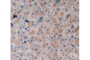 Used in DAB staining on fromalin fixed paraffin- embedded stomach tissue (SRF antibody  (AA 231-474))