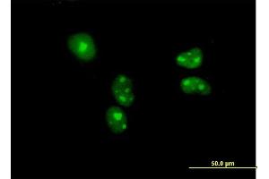 Immunofluorescence of purified MaxPab antibody to BYSL on HeLa cell. (Bystin-Like antibody  (AA 1-324))