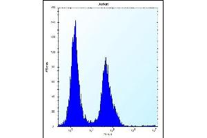 PODNL1 Antibody (Center) (ABIN656141 and ABIN2845479) flow cytometric analysis of Jurkat cells (right histogram) compared to a negative control cell (left histogram). (PODNL1 antibody  (AA 167-195))