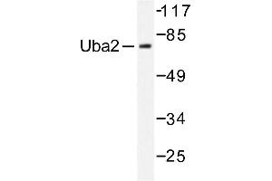 Image no. 1 for anti-SUMO1 Activating Enzyme Subunit 2 (UBA2) antibody (ABIN271971) (UBA2 antibody)