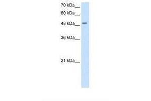 Image no. 1 for anti-Eukaryotic Translation Initiation Factor 2, Subunit 3 Gamma, 52kDa (EIF2S3) (AA 91-140) antibody (ABIN321024) (EIF2S3 antibody  (AA 91-140))
