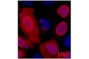 Immunofluorescence (IF) analysis of 293 cells transfected with a Myc-tag protein,1:2000 dilution (blue DAPI, red anti-Myc) (Myc Tag antibody)