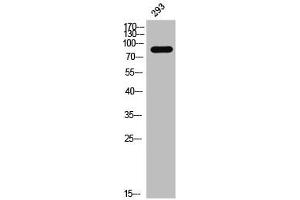 Western Blot analysis of 293 cells using Phospho-Daxx (S668) Polyclonal Antibody (DAXX antibody  (pSer668))