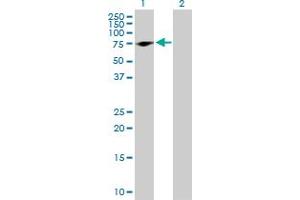 Western Blot analysis of PRPH expression in transfected 293T cell line by PRPH MaxPab polyclonal antibody. (Peripherin antibody  (AA 1-470))