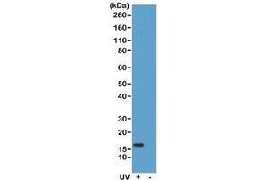 Western blot of acid extracts of HeLa cells treated or non-treated with UV, using recombinant Gamma H2AX antibody at 0. (Recombinant gamma H2AX antibody  (pSer139))