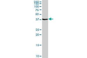 STAP1 MaxPab rabbit polyclonal antibody. (STAP1 antibody  (AA 1-295))