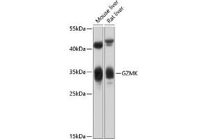 Western blot analysis of extracts of various cell lines, using GZMK antibody (ABIN6131957, ABIN6141557, ABIN6141558 and ABIN6214383) at 1:1000 dilution. (GZMK antibody  (AA 27-264))