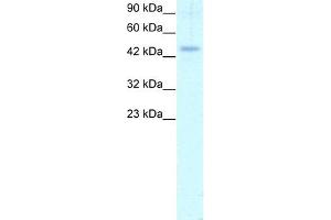 WB Suggested Anti-CALR Antibody Titration: 1. (Calreticulin antibody  (C-Term))