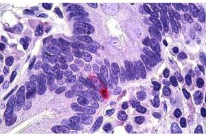 Human Intestine, Neuroendocrine Cells: Formalin-Fixed, Paraffin-Embedded (FFPE) (PPY antibody  (AA 61-73))
