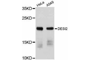 Western blot analysis of extracts of various cell lines, using DESI2 antibody (ABIN5997578) at 1/1000 dilution.