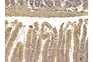 Cingulin Mouse Monoclonal Antibody at 1/100 staining rat colorectal tissue by IHC-P.