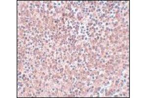 Immunohistochemistry of NANOG in human spleen tissue with NANOG antibody at 5 μg/ml. (Nanog antibody  (Center))