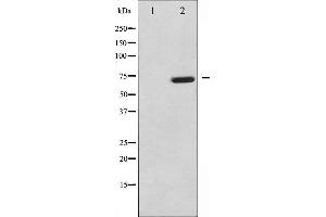 Western blot analysis of MAP3K7 phosphorylation expression in NIH-3T3 whole cell lysates,The lane on the left is treated with the antigen-specific peptide. (MAP3K7 antibody  (pThr187))