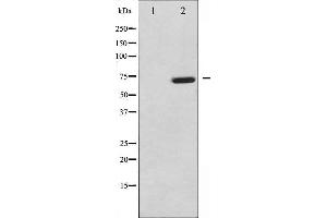 MAP3K7 antibody  (pThr187)