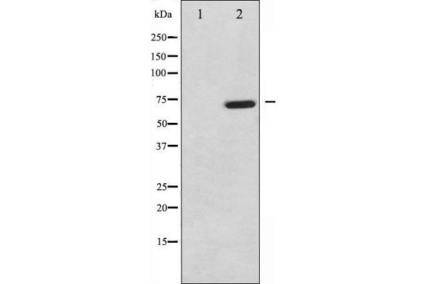 MAP3K7 antibody  (pThr187)