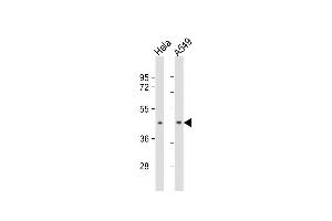 All lanes : Anti-BMI1 Antibody at 1:1000 dilution Lane 1: Hela whole cell lysate Lane 2: A549 whole cell lysate Lysates/proteins at 20 μg per lane. (BMI1 antibody)