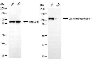 Western blotting analysis using lysine demethylase 1 antibody (ABIN7800950).