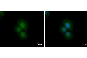 ICC/IF Image PRMT2 antibody detects PRMT2 protein at nucleus and cytoplasm by immunofluorescent analysis.