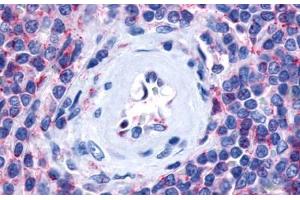 Anti-P2RY13 / P2Y13 antibody  ABIN1049209 IHC staining of human spleen. (Purinergic Receptor P2Y, G-Protein Coupled, 13 (P2RY13) (Cytoplasmic Domain) antibody)