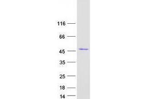 Validation with Western Blot (SEC14L3 Protein (Myc-DYKDDDDK Tag))