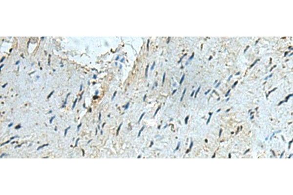 RAPSN antibody