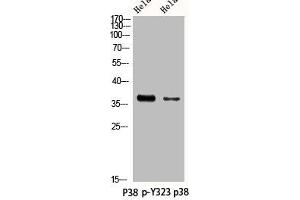 Western Blot analysis of HELA using Phospho-p38 (Y323) Polyclonal Antibody. (MAPK14 antibody  (pTyr323))