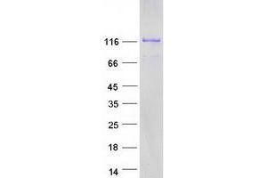 KIF5C Protein (Myc-DYKDDDDK Tag)