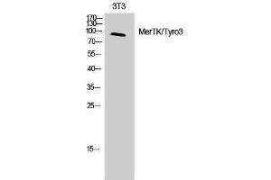 Western Blotting (WB) image for anti-MerTK/Tyro3 (MerTK/Tyro3) (Ser118) antibody (ABIN3180726) (MerTK/Tyro3 antibody  (Ser118))