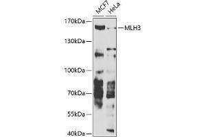 Western blot analysis of extracts of various cell lines, using MLH3 antibody (ABIN6132351, ABIN6143878, ABIN6143879 and ABIN6223752) at 1:1000 dilution. (MLH3 antibody  (AA 1180-1429))