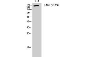 Western Blotting (WB) image for anti-Met Proto-Oncogene (MET) (pTyr1356) antibody (ABIN5962504) (c-MET antibody  (pTyr1356))
