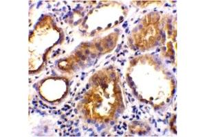 Immunohistochemistry (IHC) image for anti-Angiotensin I Converting Enzyme 2 (ACE2) (Middle Region 1) antibody (ABIN1031184) (ACE2 antibody  (Middle Region 1))