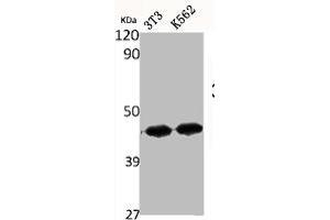 Western Blot analysis of NIH-3T3 K562 cells using ChemR23 Polyclonal Antibody (CMKLR1 antibody  (Internal Region))