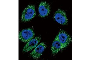 Confocal immunofluorescent analysis of POSTN Antibody (C-term) (ABIN655902 and ABIN2845302) with  cell followed by Alexa Fluor 488-conjugated goat anti-rabbit lgG (green). (Periostin antibody  (C-Term))