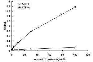 PKMYT1 Protein (AA 1-499) (GST tag)