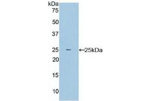 MPL antibody  (AA 66-260)