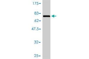 Western Blot detection against Immunogen (73. (GART antibody  (AA 1-433))