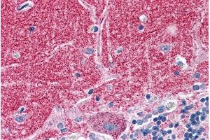 ABIN184733 (3. (Septin 3 antibody  (N-Term))